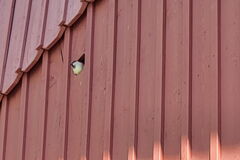 Spatz guckt aus installierter Nisthilfer im Tenn