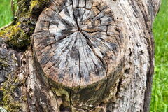 Totholz als Lebensraum für viele Insekten